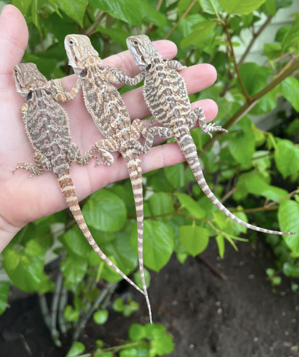 Fancy Bearded Dragon